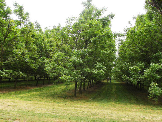 Orchard reached maturation